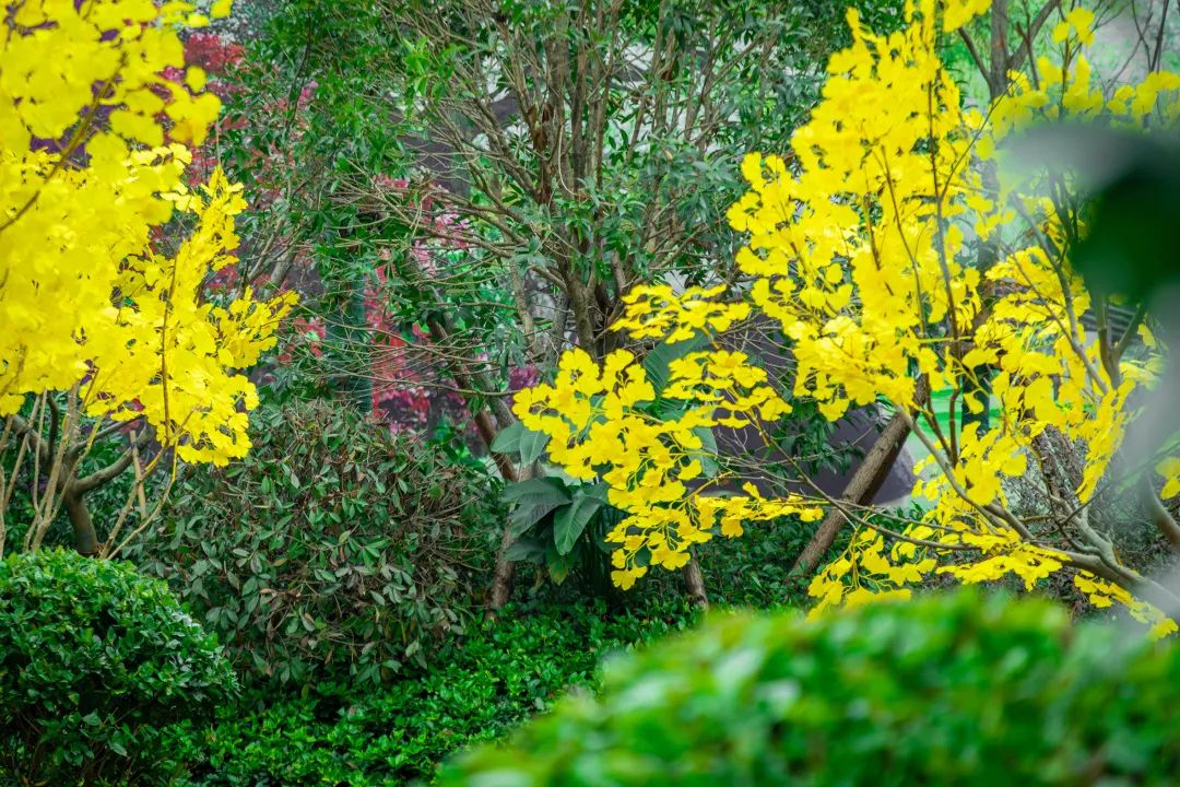 1589529067577992.jpg 微信图片_20200515154915.jpg